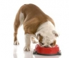 Чем лучше кормить собаку покупным кормом или домашней едой