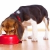 Качественный корм для собак – залог здоровья
